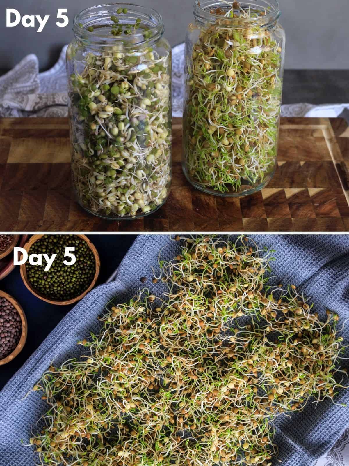 Sprouts on day 5 in jar and on tray