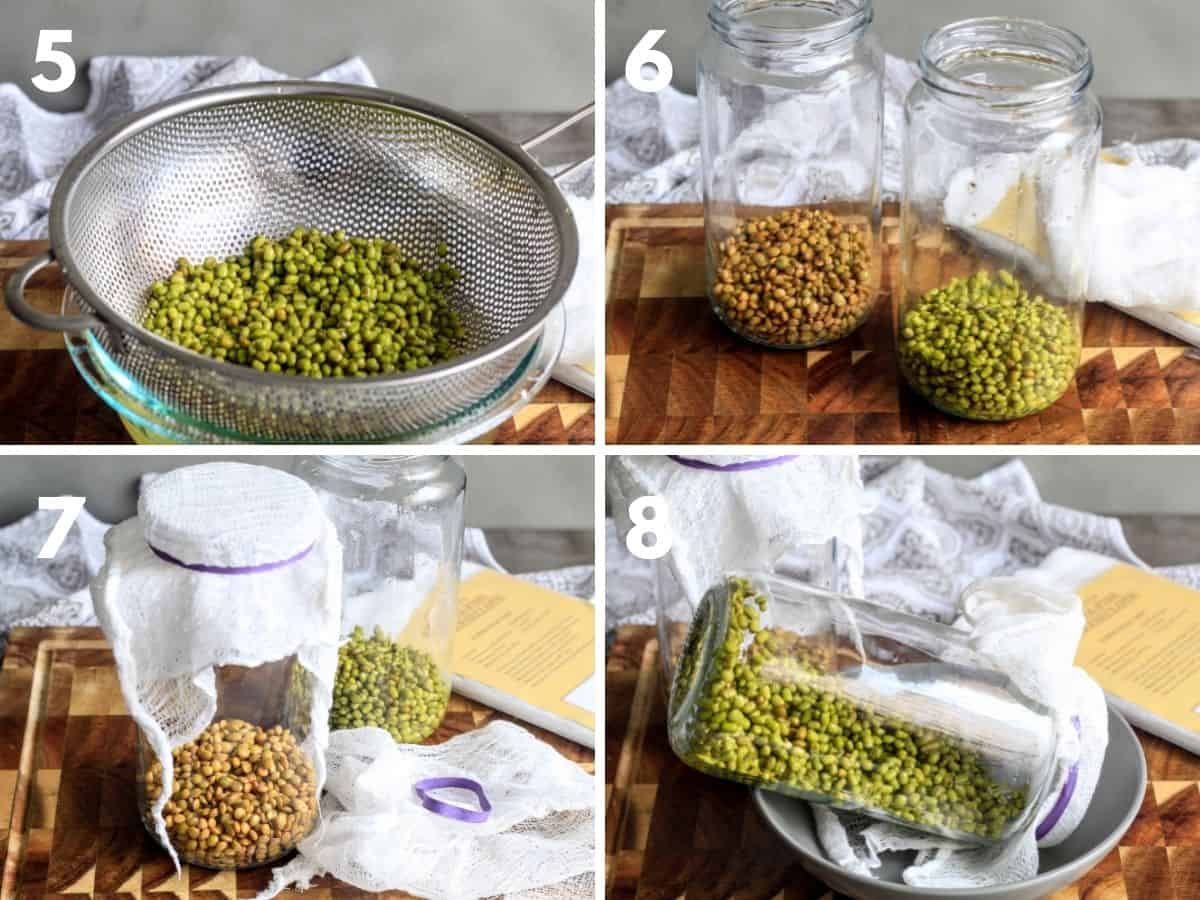 Collage of images for how to setup jars for growing sprouts