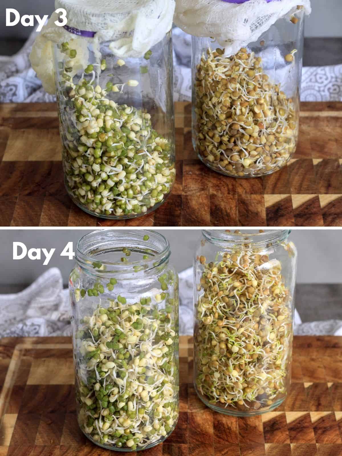 Sprouts in jars on day 3 an day 4
