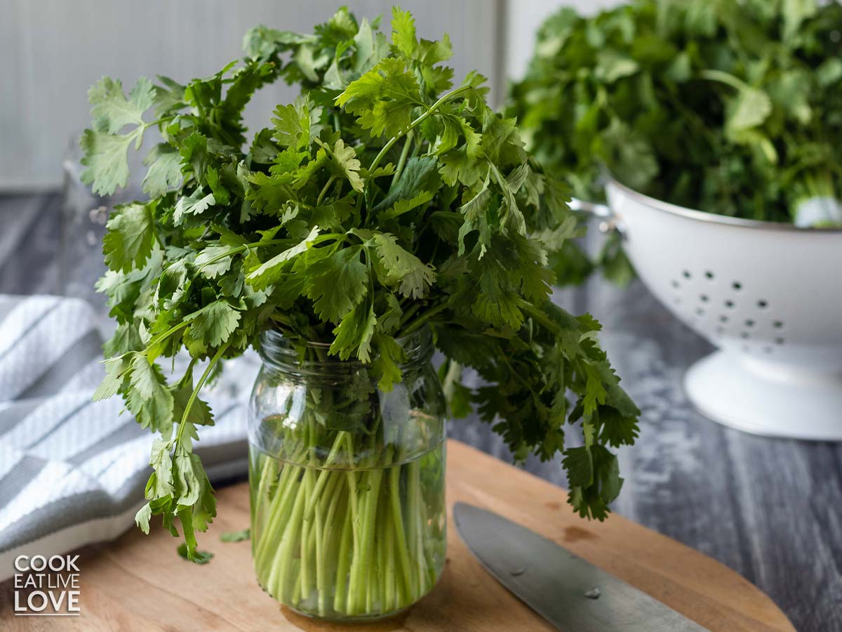 Storing the cilantro bunch in a glass jar with water.