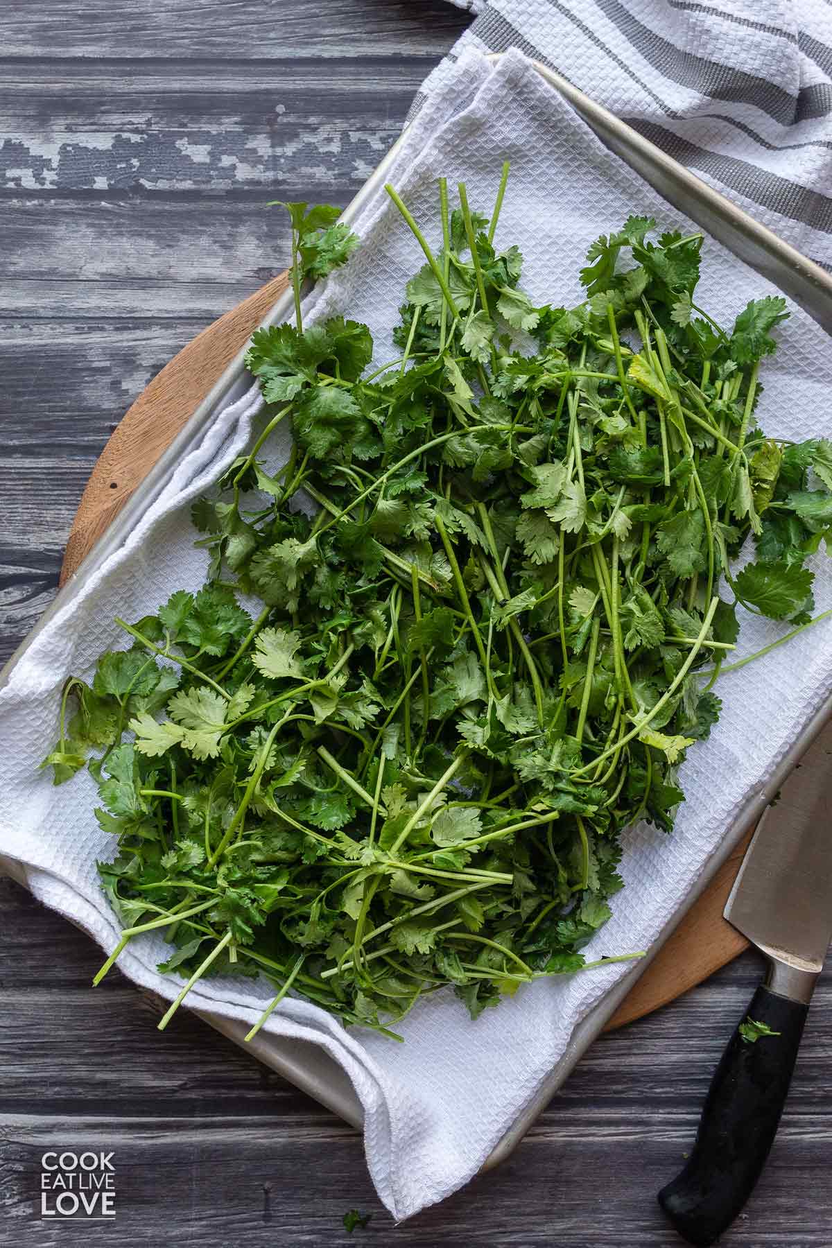 Cilantro leaves on a pan with towel to dry.