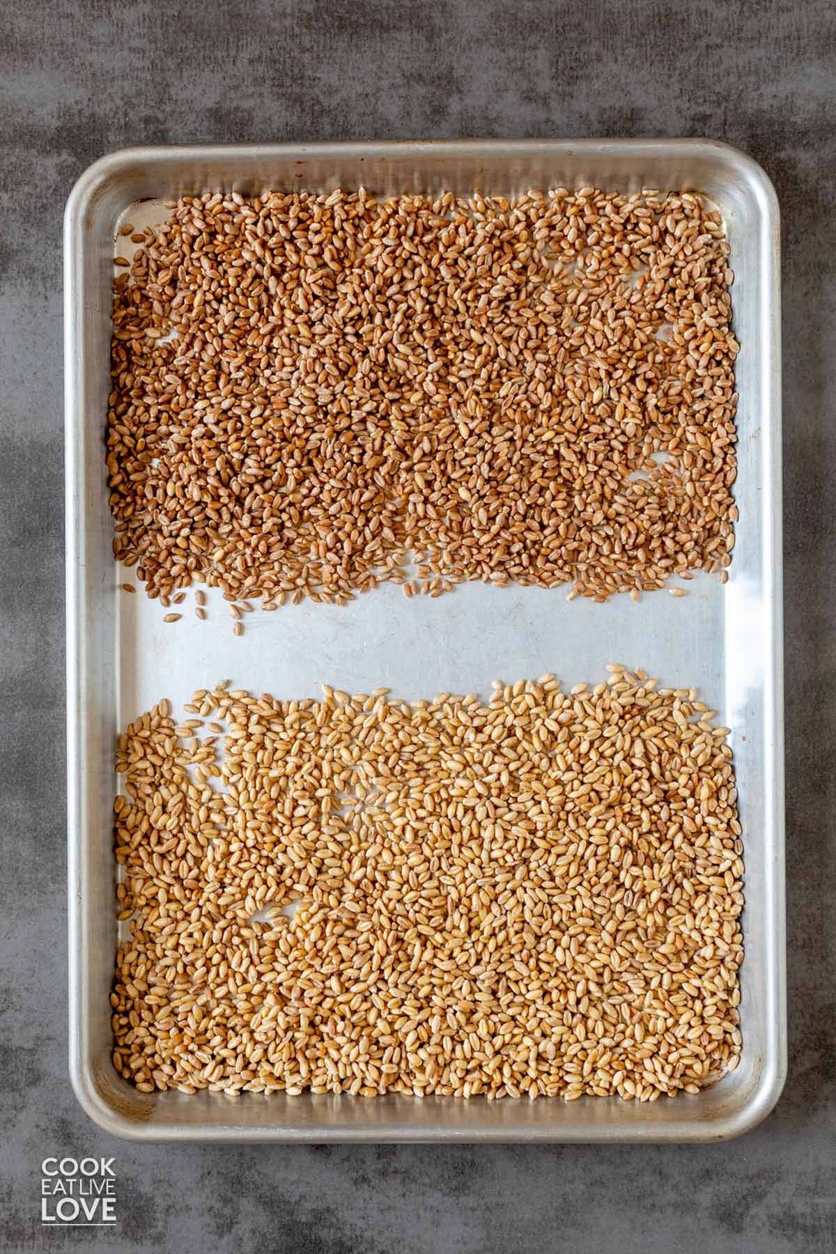 Wheat berries spread out on a baking pan to toast.